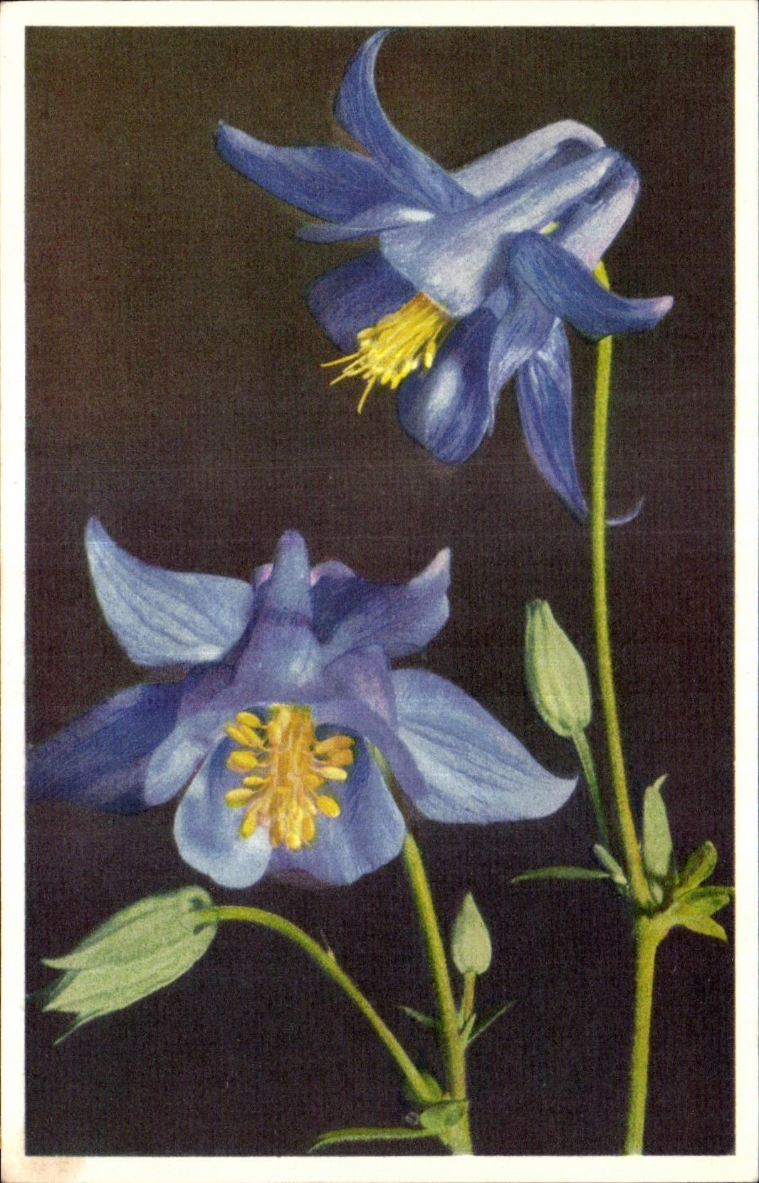 CPA Fantaisie Fleurs 