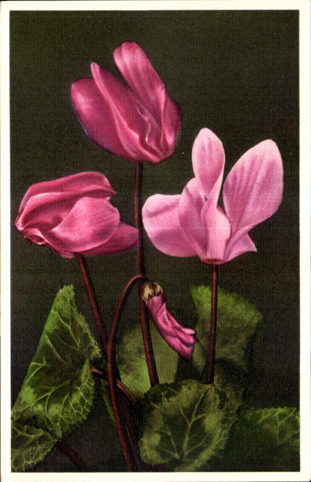 CPA Fantaisie Fleurs 