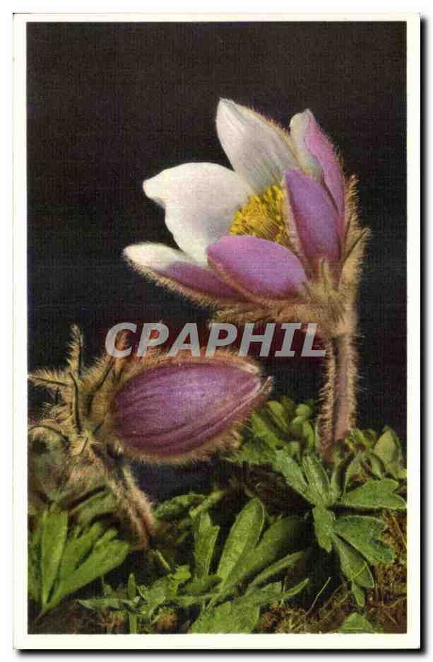 CPA Fantaisie Fleurs 