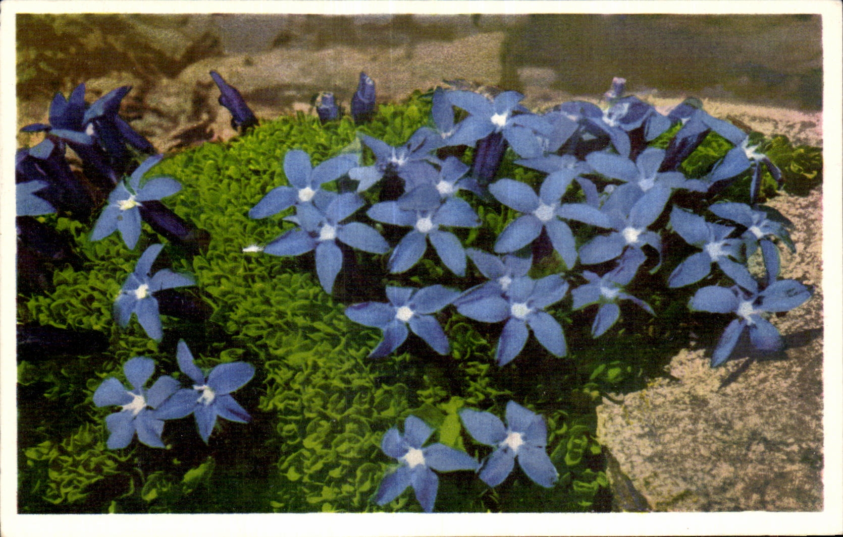 CPA Fantaisie Fleurs 
