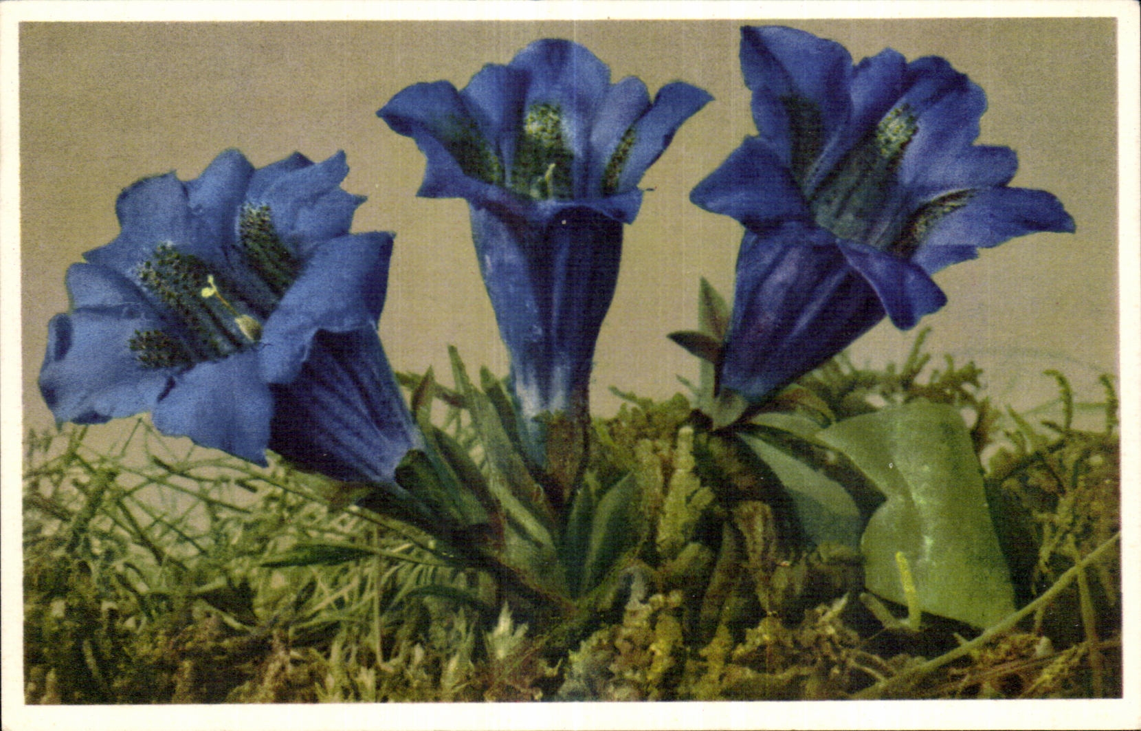 CPA Fantaisie Fleurs 