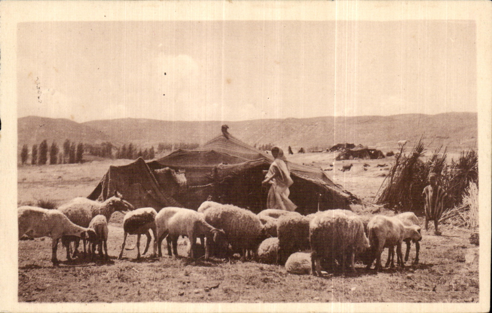 CPA Algerie Campement de Nomades sur les Hauts Plateau Moutons Sheep