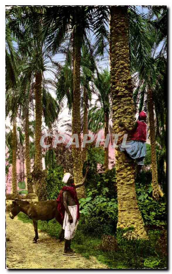 CPA Algerie COLLECTION ARTISTIQUE L AFRIQUE La montee aux palmiers
