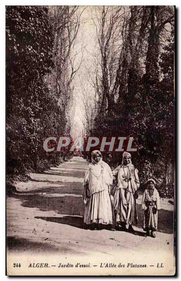 CPA Algerie ALGER - Jardin d essai - L Allee des Platanes