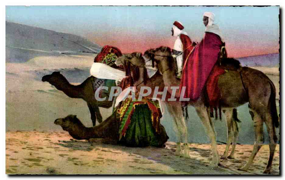 CPA Algerie SCENES ET TYPES D AFRIQUE DU NORD Camel Chameau