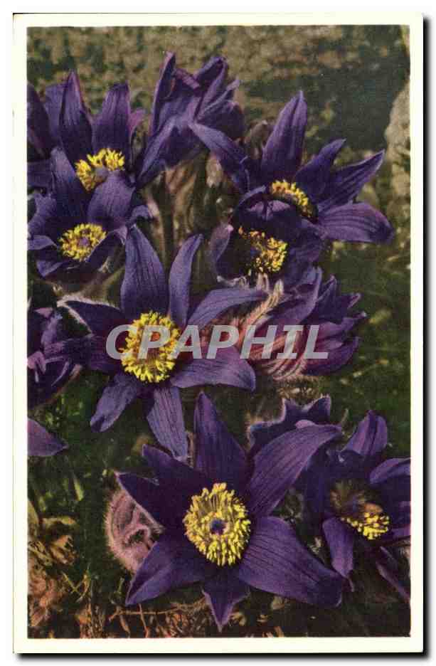 CPA Fantaisie Fleurs 