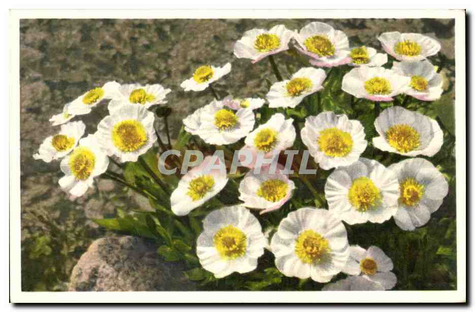 CPA Fantaisie Fleurs 