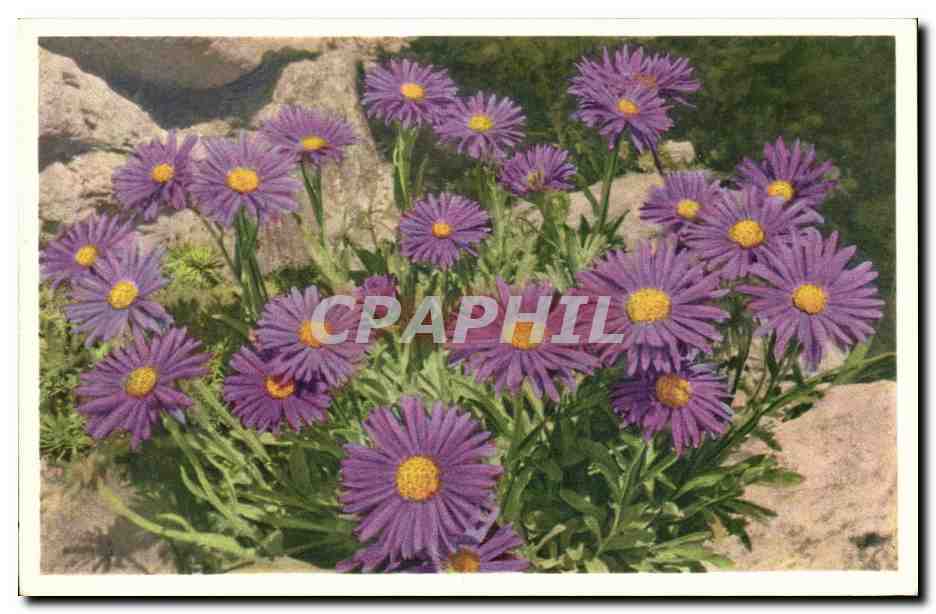 CPA Fantaisie Fleurs 
