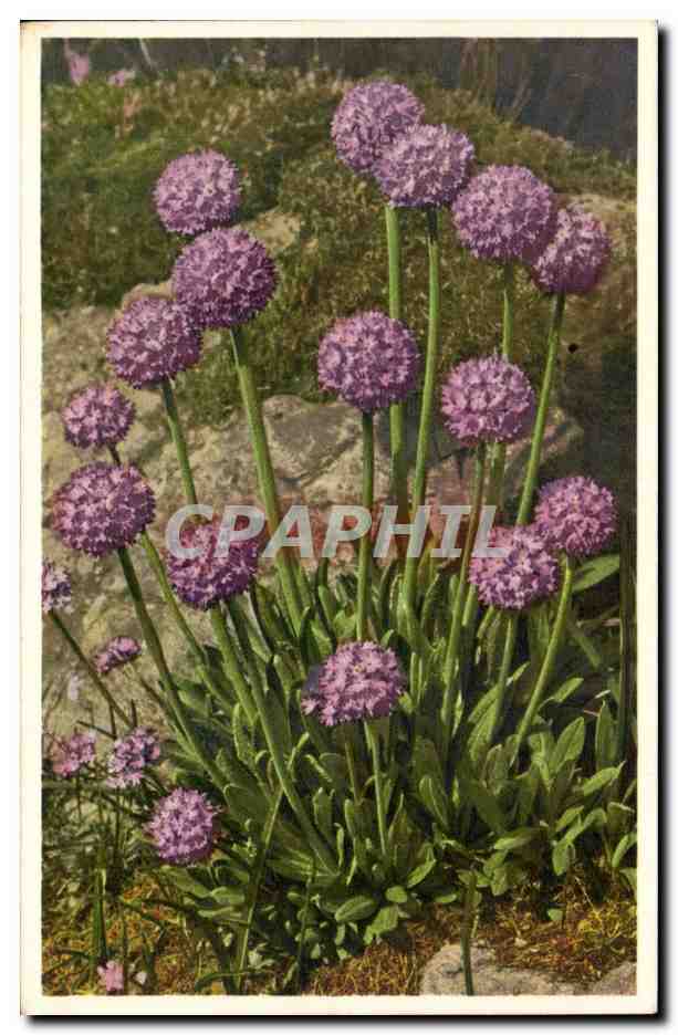 CPA Fantaisie Fleurs 