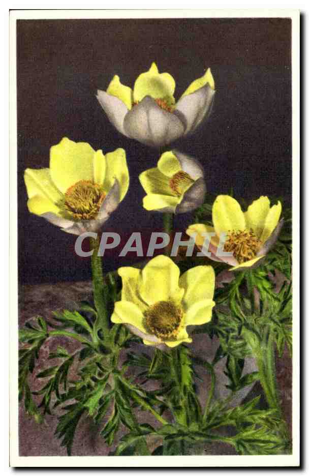 CPA Fantaisie Fleurs 