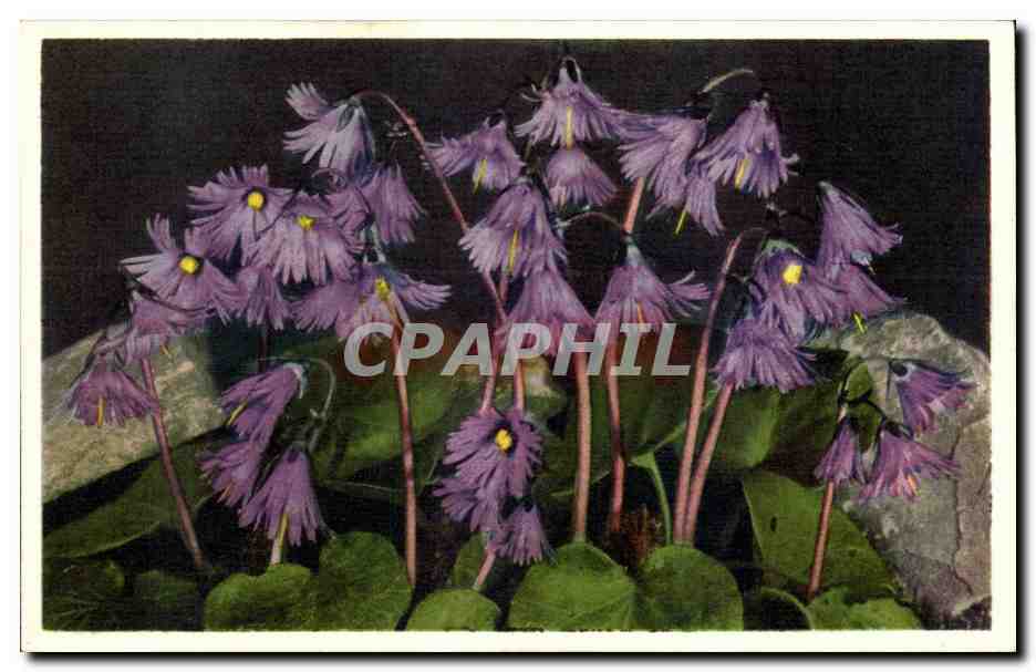 CPA Fantaisie Fleurs 