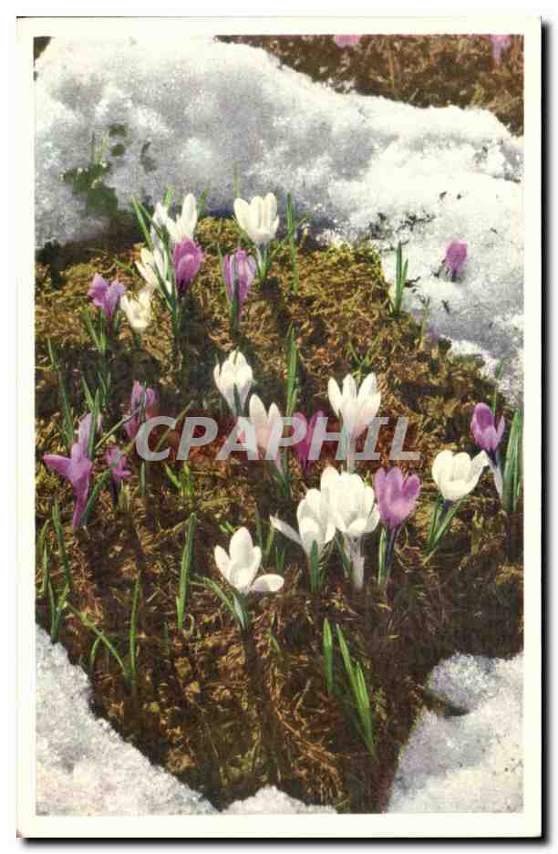 CPA Fantaisie Fleurs 