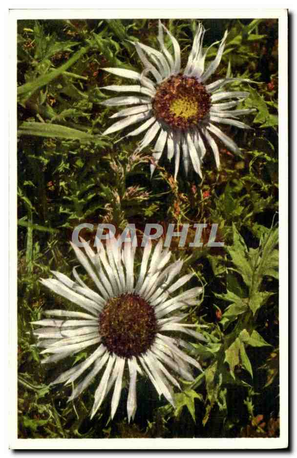 CPA Fantaisie Fleurs 
