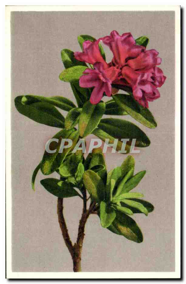 CPA Fantaisie Fleurs 