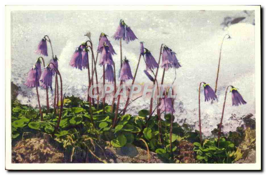 CPA Fantaisie Fleurs 