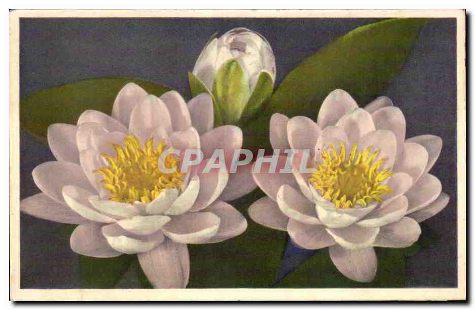 CPA Fantaisie Fleurs 