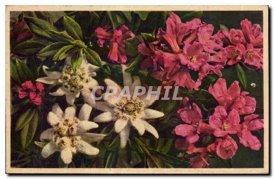 CPA Fantaisie Fleurs 