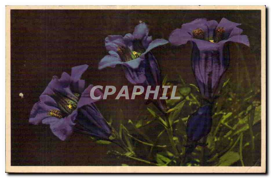 CPA Fantaisie Fleurs 