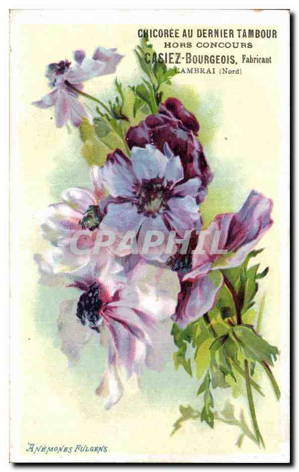 CPA Fantaisie Fleurs Publicite Chicoree du dernier tambour Cambrai