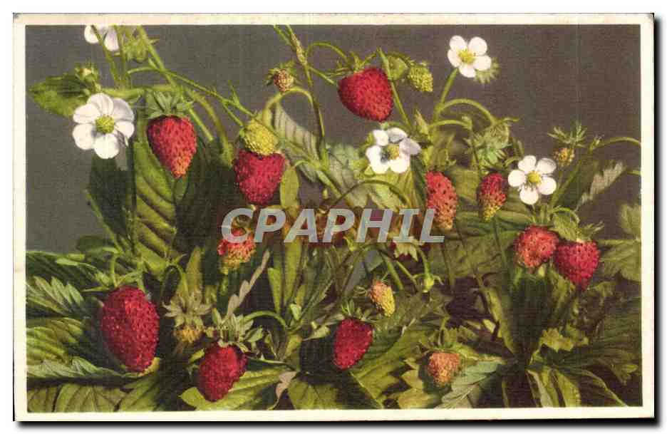 CPA Fantaisie Fleurs 