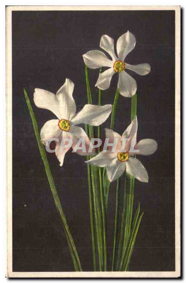 CPA Fantaisie Fleurs 