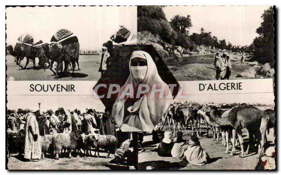 CPA Algerie SOUVENIR D ALGERIE