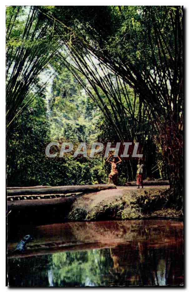 Bamboo Forest — Indonésie — CPAPHIL
