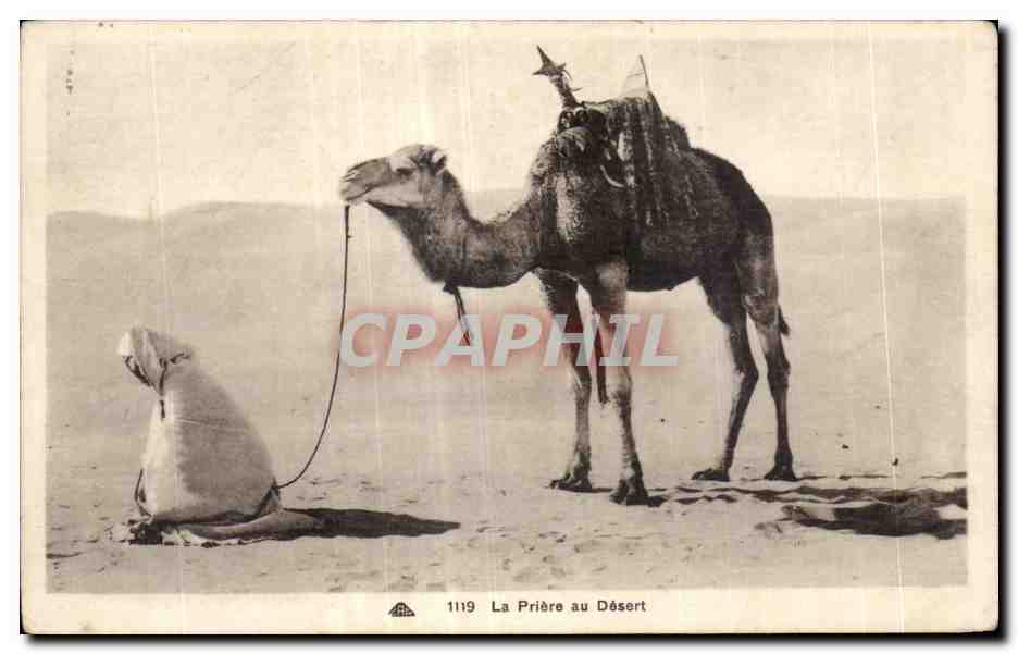 CPA Algerie La Priere au Desert Chameau Camel