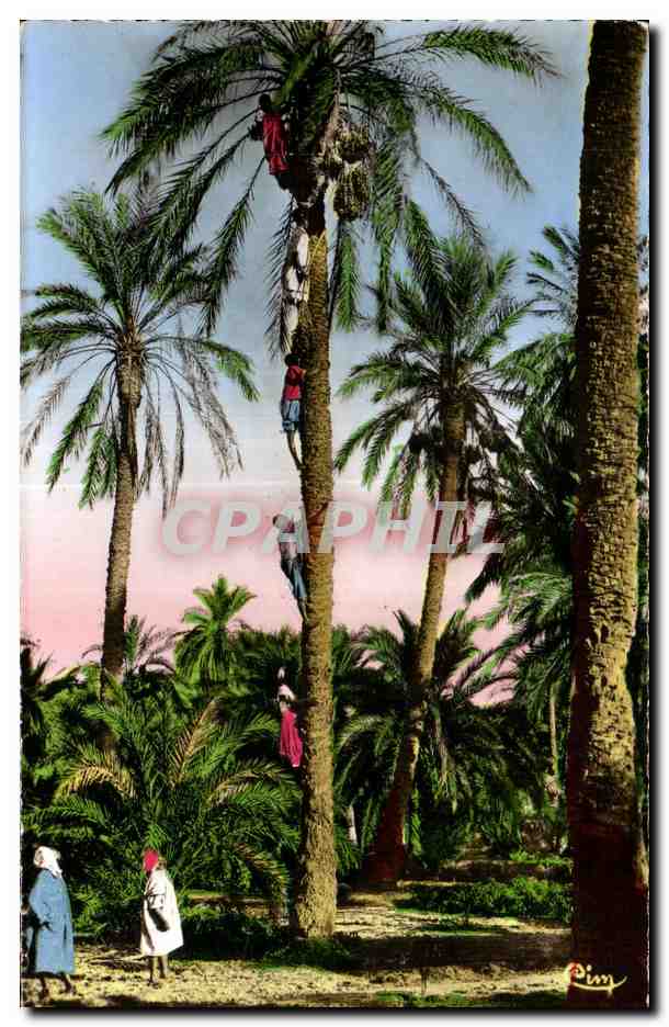 CPA Algerie COLLECTION ARTISTIQUE   L AFRIQUE Recolte des dattes