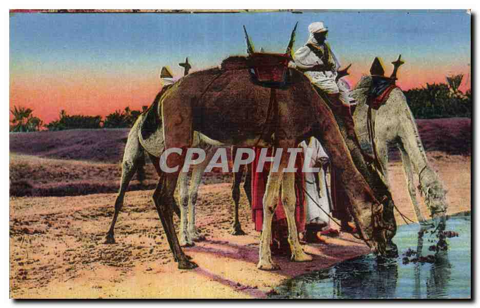 CPA Algerie Aux bords de I Oued Chameau Camel