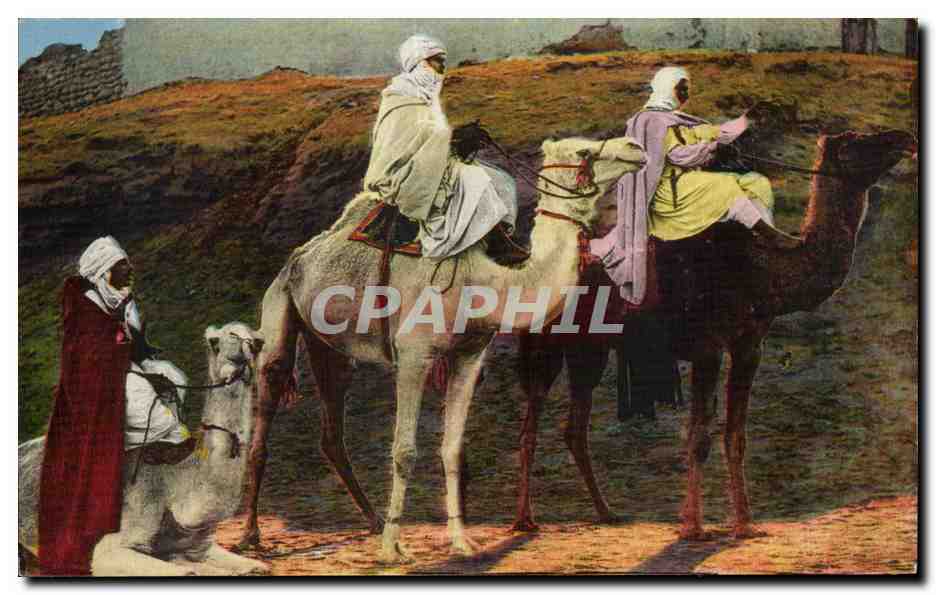 CPA Algerie Chameliers Camel Chameau