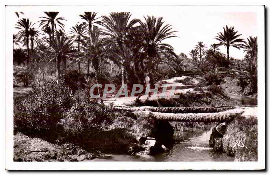 CPA Algerie Pont de Palmiers