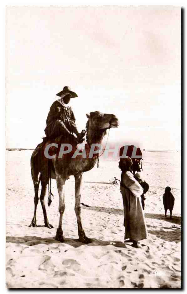 CPA Algerie papotage au Sahara Camel Chameau