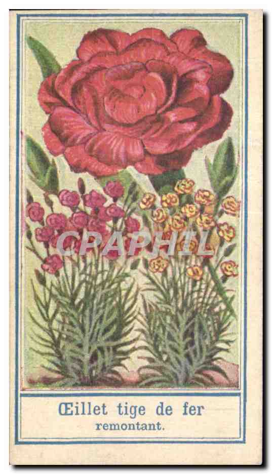 CPA Fantaisie Fleur Oeillet tige de fer remontant