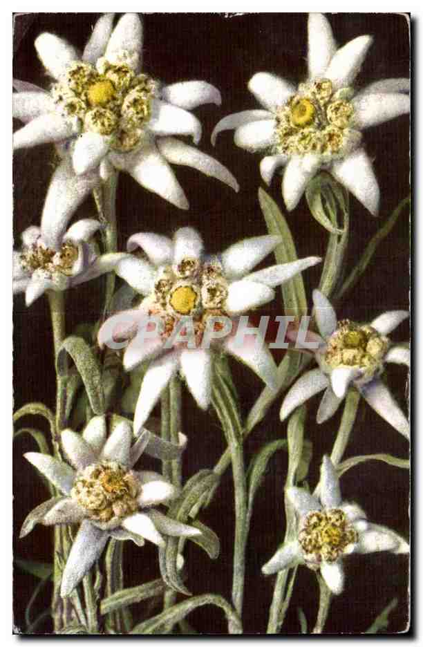 CPA Fantaisie Fleur