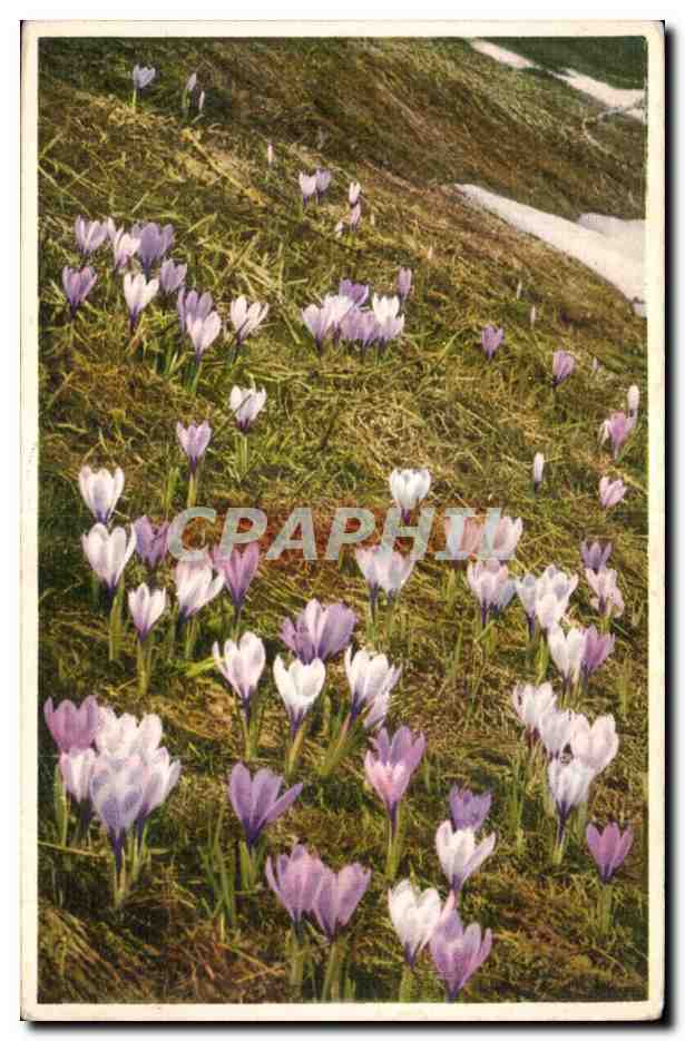 CPA Fantaisie Fleur