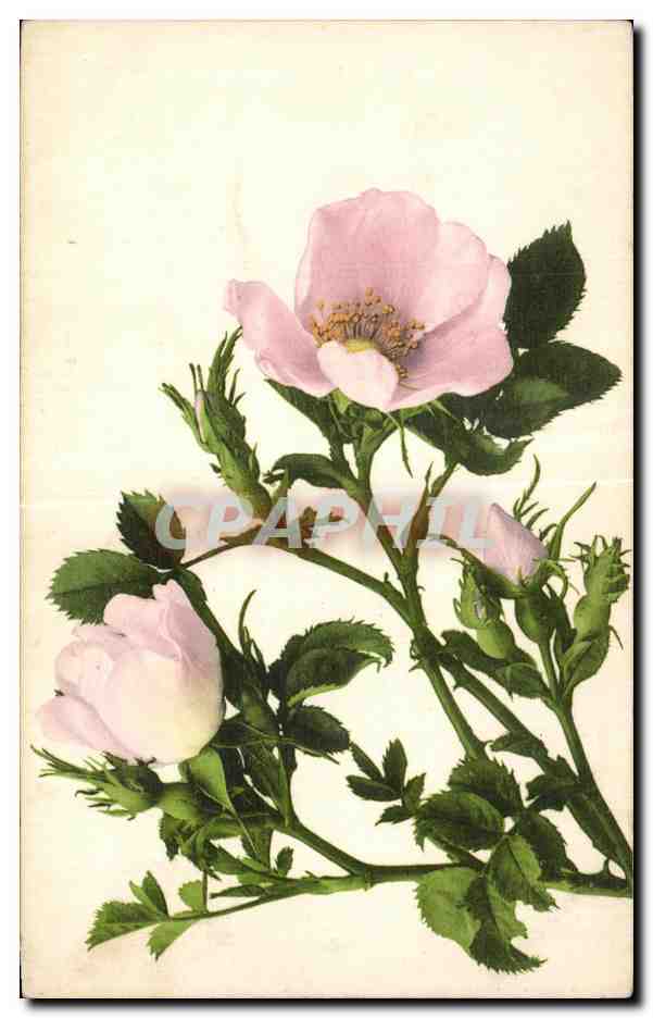 CPA Fantaisie Fleur