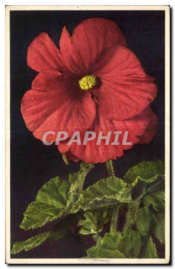CPA Fantaisie Fleur