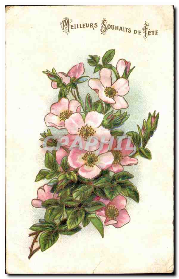 CPA Fantaisie Fleurs MEILLEURS SOUHAITS DE FETE