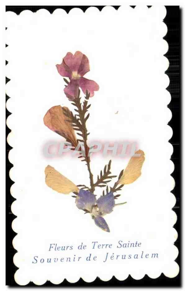 CPA Fantaisie Fleurs Fleurs de terre Sainte Souvenir de Jerusalem Israel