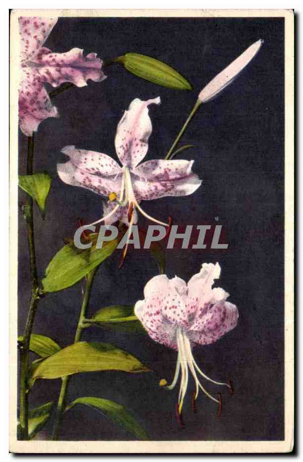 CPA Fantaisie Fleurs 