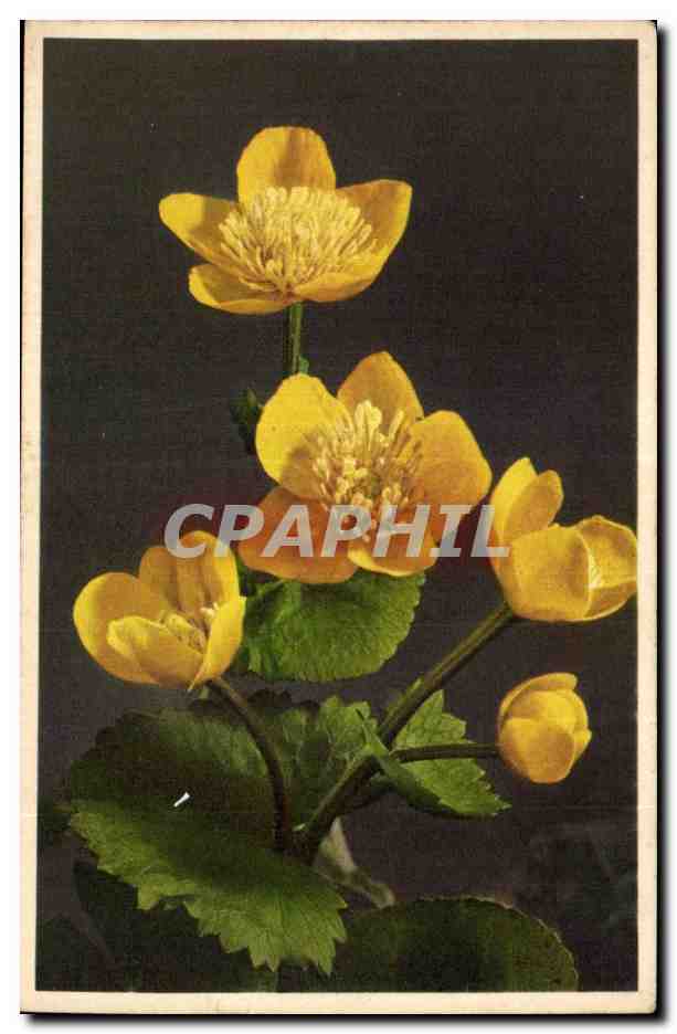 CPA Fantaisie Fleurs 