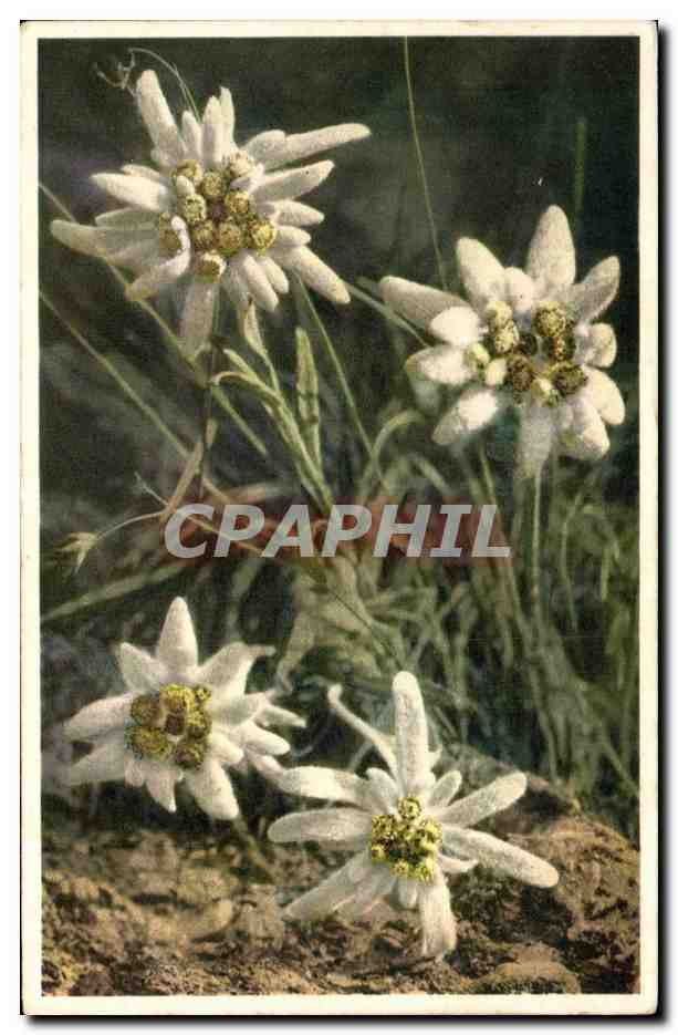 CPA Fantaisie Fleurs 