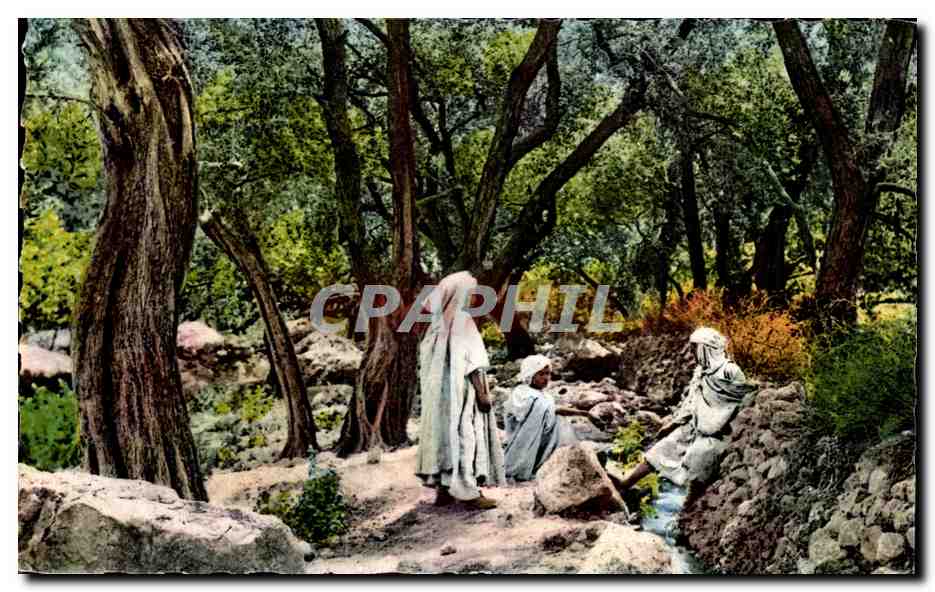 CPA Algerie Scenes and Types d Afrique du Nord Dans une foret