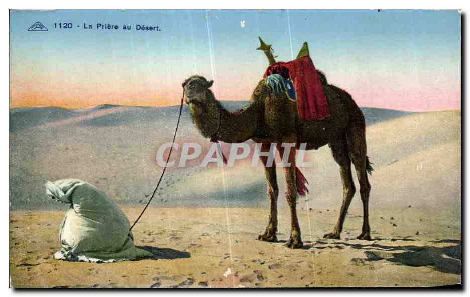 CPA Algerie La Priere au Desert Chameau Camel