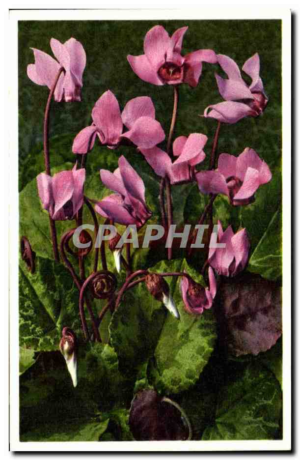 CPA Fantaisie Fleurs 