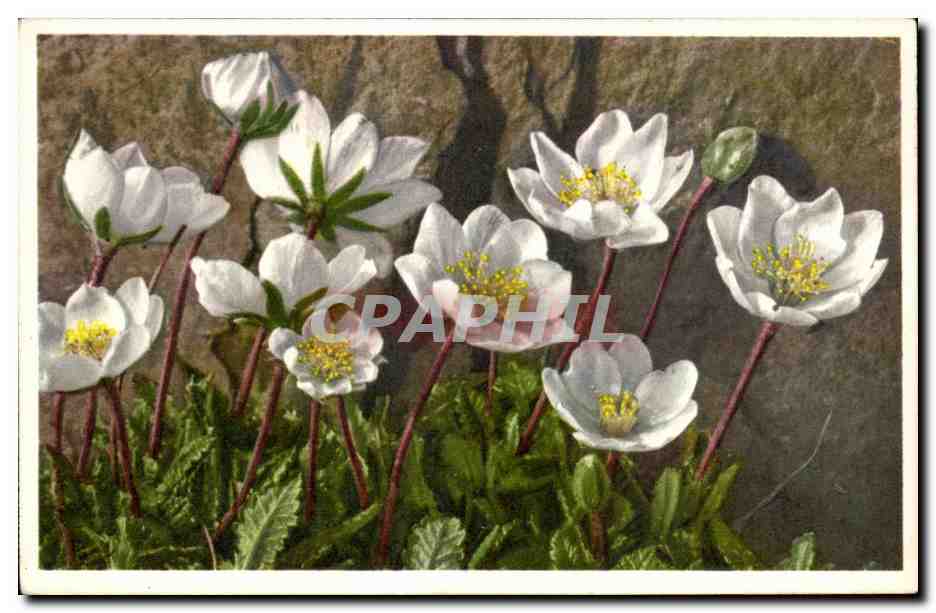 CPA Fantaisie Fleurs 