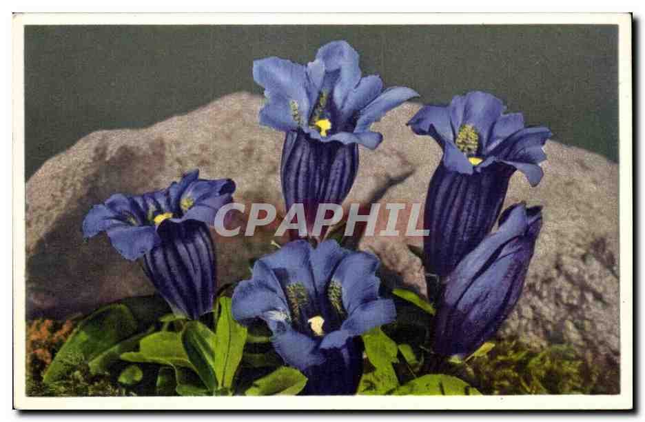 CPA Fantaisie Fleurs 