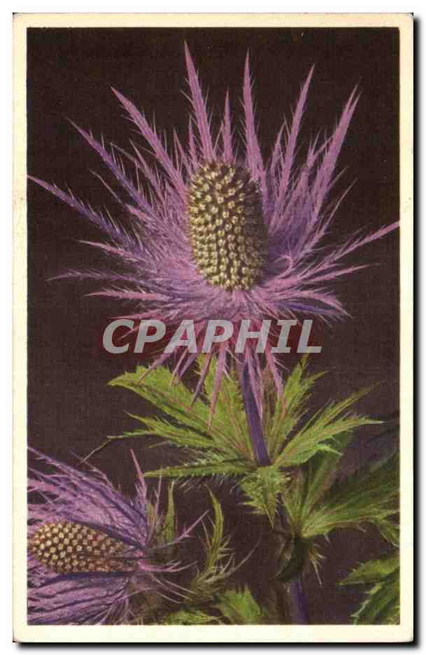 CPA Fantaisie Fleurs 