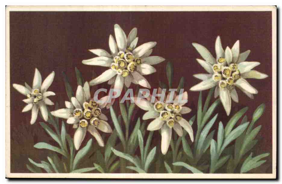 CPA Fantaisie Fleurs 